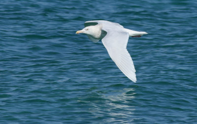 Glaucous Gull / Vittrut (Larus hyperboreus pallidissimus)