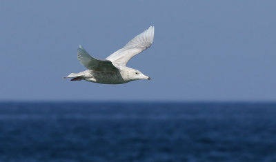 Glaucous Gull / Vittrut (Larus hyperboreus pallidissimus)