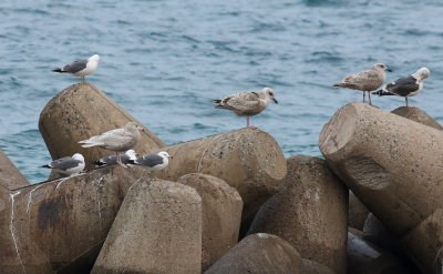 Glaucous Gull / Vittrut (Larus hyperboreus pallidissimus)