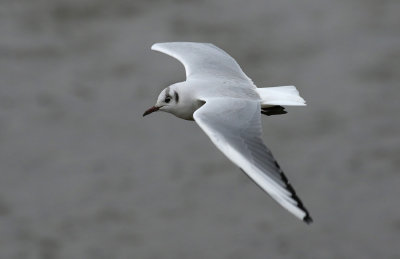 Black-headed Gull / Skrattmås (Chroicocephalus ridibundus)