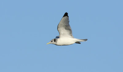 Kittiwake / Tretåig mås (Rissa tridactyla pollicaris)