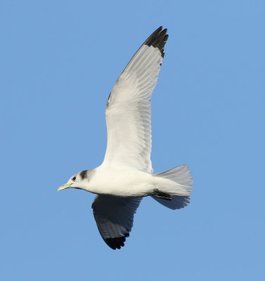 Kittiwake / Tretåig mås (Rissa tridactyla pollicaris)