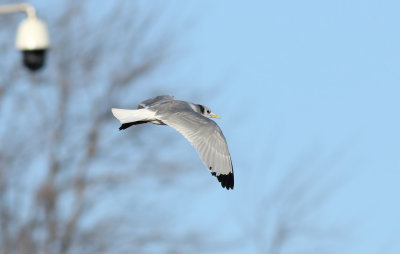Kittiwake / Tretåig mås (Rissa tridactyla pollicaris)