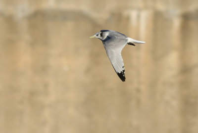 Kittiwake / Tretåig mås (Rissa tridactyla pollicaris)