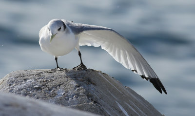 Kittiwake / Tretåig mås (Rissa tridactyla pollicaris)