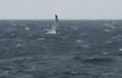 Kittiwake / Tretåig mås (Rissa tridactyla pollicaris)