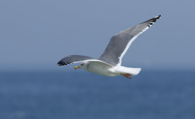 Taimyr Gull / Taimyrtrut (Larus taimyrensis)