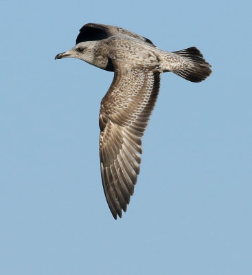 American Herring Gull / Kanadatrut (Larus smithsonianus)