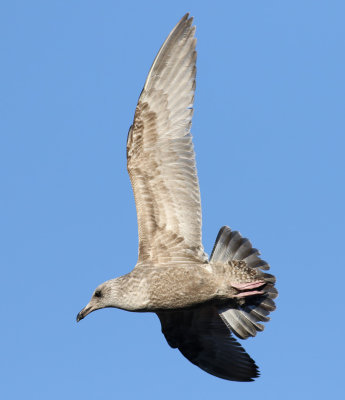 American Herring Gull / Kanadatrut (Larus smithsonianus)