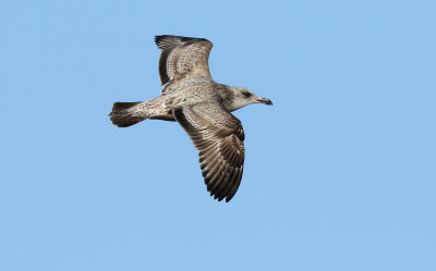 American Herring Gull / Kanadatrut (Larus smithsonianus)