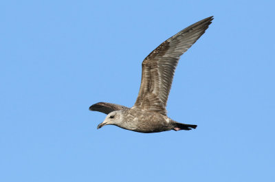 American Herring Gull / Kanadatrut (Larus smithsonianus)