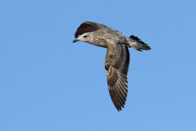 American Herring Gull / Kanadatrut (Larus smithsonianus)