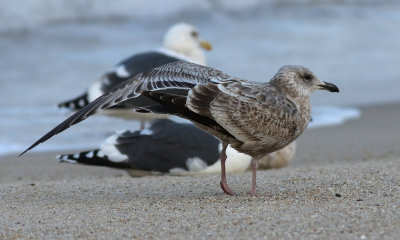 American Herring Gull / Kanadatrut (Larus smithsonianus)