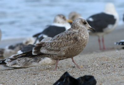 American Herring Gull / Kanadatrut (Larus smithsonianus)