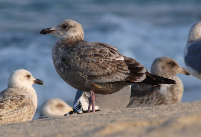 American Herring Gull / Kanadatrut (Larus smithsonianus)