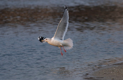 Vega Gull / Vegatrut (Larus vegae)