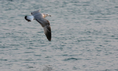 Vega Gull / Vegatrut (Larus vegae)