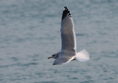 Vega Gull / Vegatrut (Larus vegae)