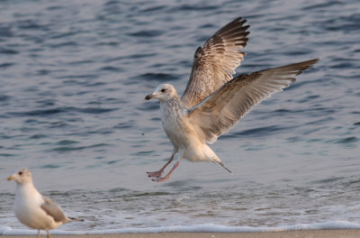 Vega Gull / Vegatrut (Larus vegae)