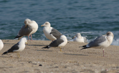 Slaty-backed Gull / Skiffertrut (Larus schistisagus)