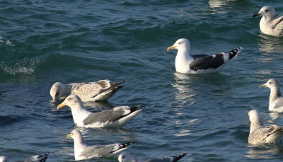 Slaty-backed Gull / Skiffertrut (Larus schistisagus)