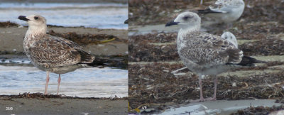 Yellow-legged Gull / Medelhavstrut (Larus michahellis)