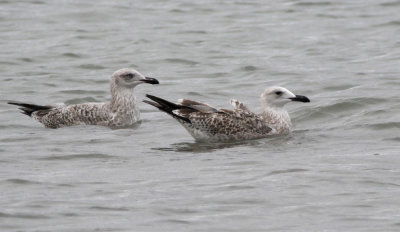 Yellow-legged Gull / Medelhavstrut (Larus michahellis)