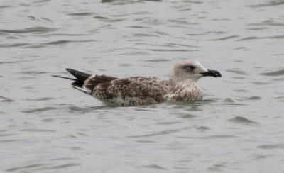 Yellow-legged Gull / Medelhavstrut (Larus michahellis)