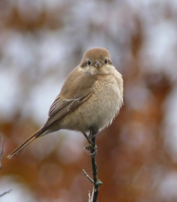 Isabelline shrike / Isabellatörnskata (Lanius isabellinus)