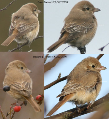 Isabelline shrike / Isabellatörnskata (Lanius isabellinus)