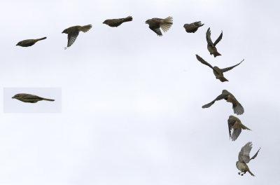 Isabelline shrike / Isabellatörnskata (Lanius isabellinus)