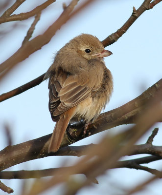 Isabelline shrike / Isabellatörnskata (Lanius isabellinus)