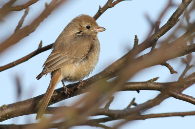 Isabelline shrike / Isabellatörnskata (Lanius isabellinus)