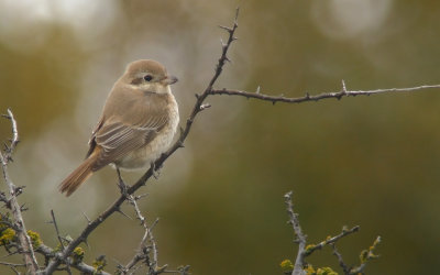 Isabelline shrike / Isabellatörnskata (Lanius isabellinus)