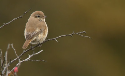 Isabelline shrike / Isabellatörnskata (Lanius isabellinus)