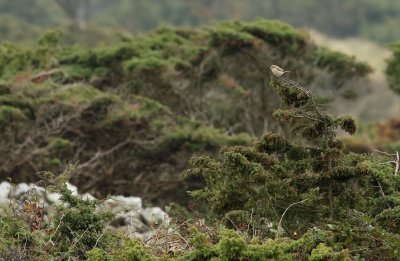 Isabelline shrike / Isabellatörnskata (Lanius isabellinus)