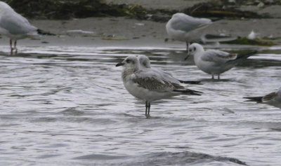 Mediterranean Gull (Larus melanocephalus)