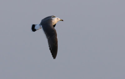 Black-tailed Gull / Svartstjärtad mås (Larus crassirostris)