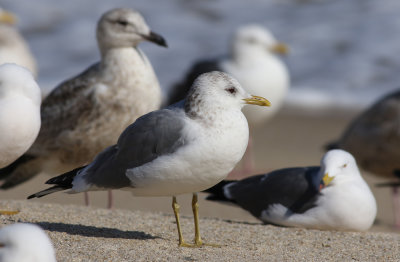 Kamchatka Gull / Fiskmås (Larus canus kamtschatschensis)