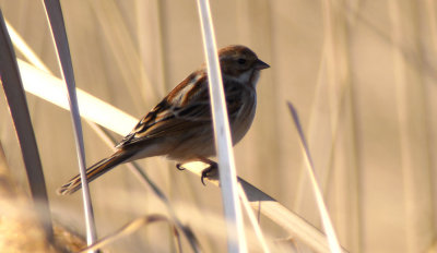 Pallas's Reed Bunting / Dvärgsävsparv (Emberiza pallasi)