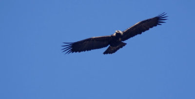 Eastern Imperial Eagle / Kejsarörn (Aquila heliaca)