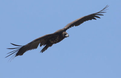 Cinereous Vulture / Grågam (Aegypius monachus)