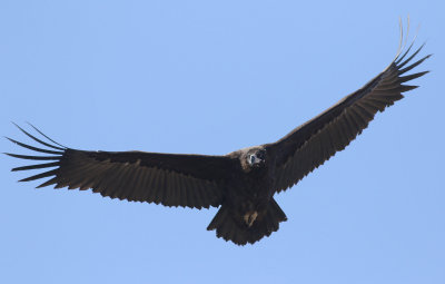 Cinereous Vulture / Grågam (Aegypius monachus)