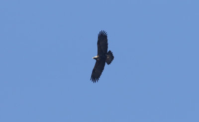 Eastern Imperial Eagle / Kejsarörn (Aquila heliaca)