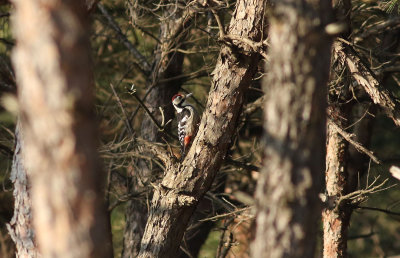 White-backed Woodpecker / Vitryggig hackspett (Dendrocopos leucotos)