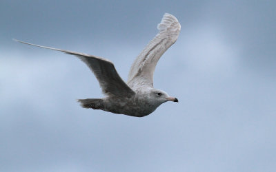 Glaucous Gull / Vittrut (Larus hyperboreus)