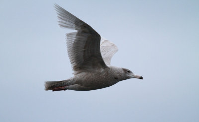 Glaucous Gull / Vittrut (Larus hyperboreus)
