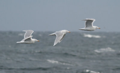 Glaucous Gull / Vittrut (Larus hyperboreus)