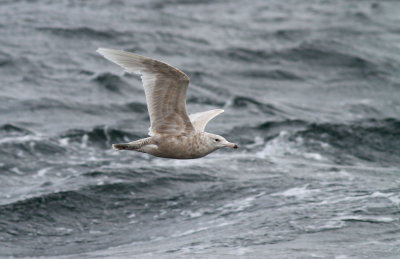 Glaucous Gull / Vittrut (Larus hyperboreus)