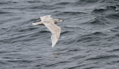 Glaucous Gull / Vittrut (Larus hyperboreus)